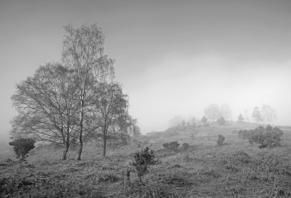 Misty Morning,  Furzley Common,  New Forest 7 